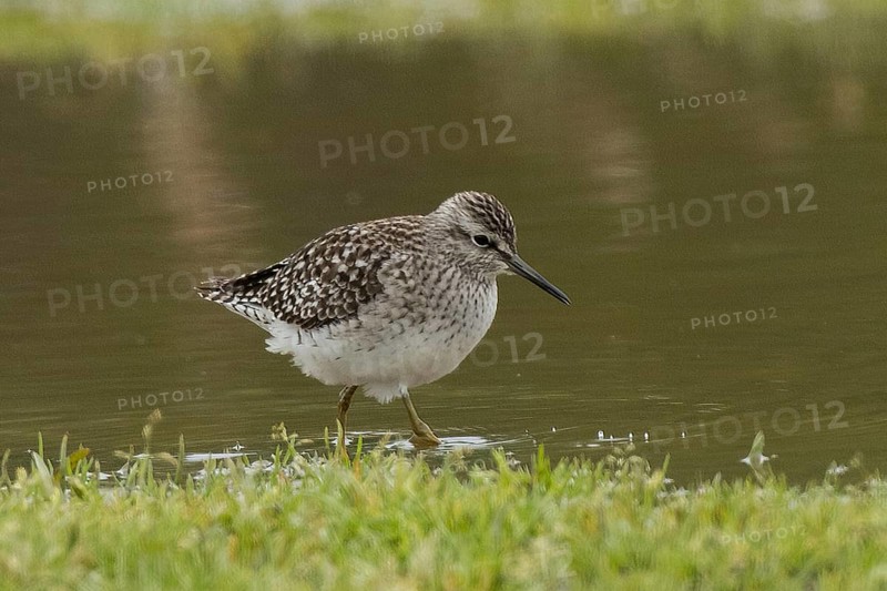 Wood Sandpiper standing in water looking right, Lake Neusiedl, Burgenland, Austria