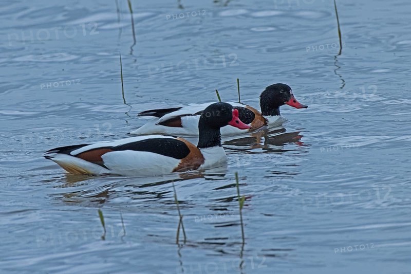 Common Shelduck two birds swimming side by side in water looking right, Lake Neusiedl, Burgenland, Austria