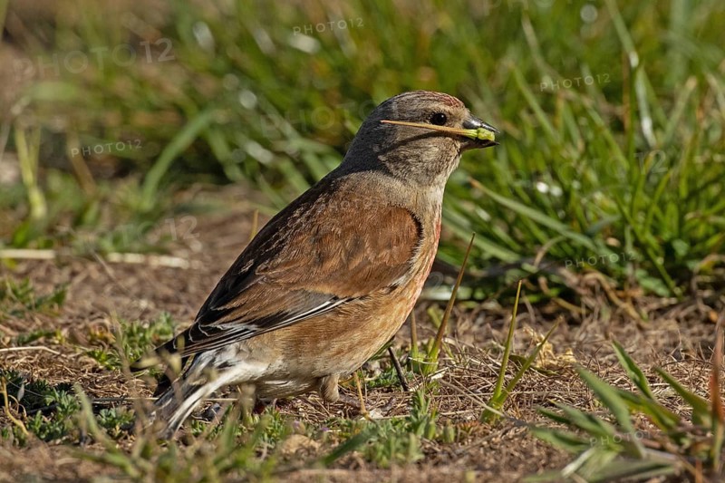 Linnet with food in beak standing in green grass looking right, Lake Neusiedl, Burgenland, Austria