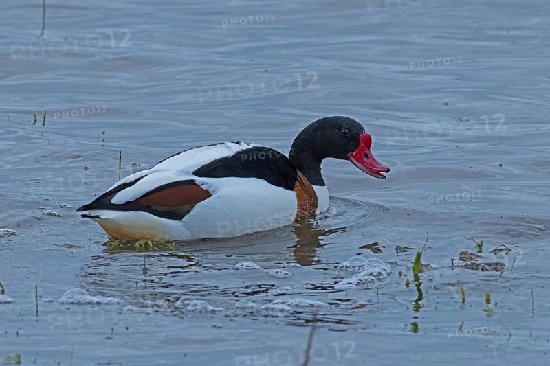 Common Shelduck with open beak swimming in water looking right, Lake Neusiedl, Burgenland, Austria