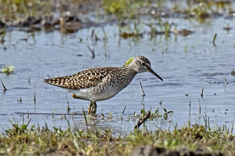 Wood Sandpiper standing in water looking right, Lake Neusiedl, Burgenland, Austria