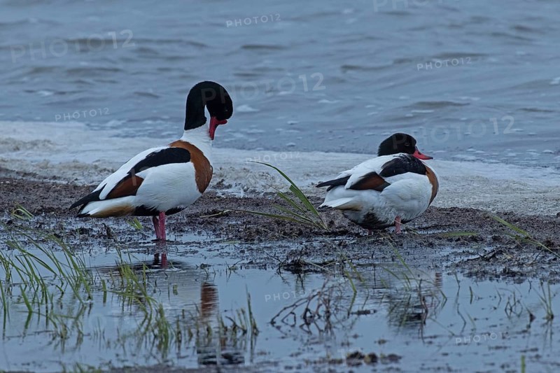 Common Shelduck two birds standing next to each other at the water's edge looking right, Lake Neusiedl, Burgenland, Austria