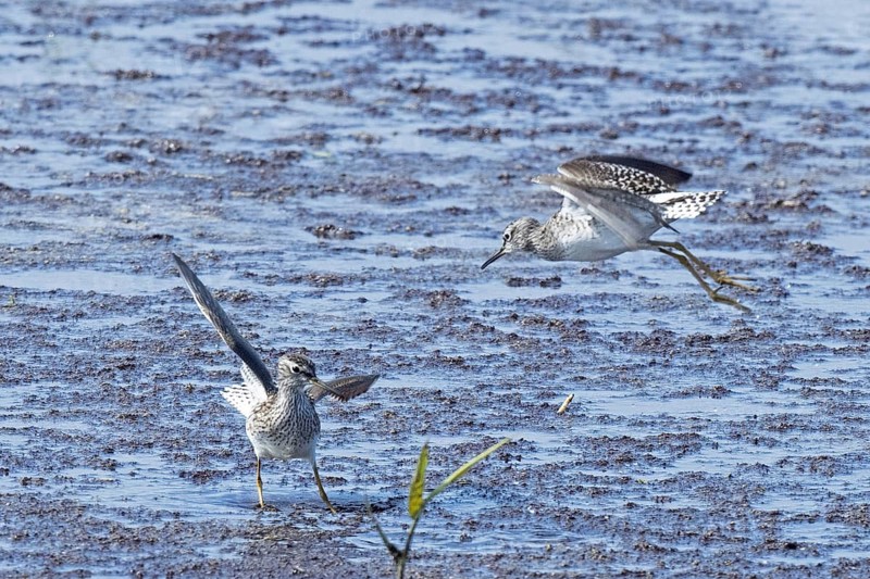 Wood Sandpiper two birds with open wings jumping up to each other in water during courtship, Lake Neusiedl, Burgenland, Austria