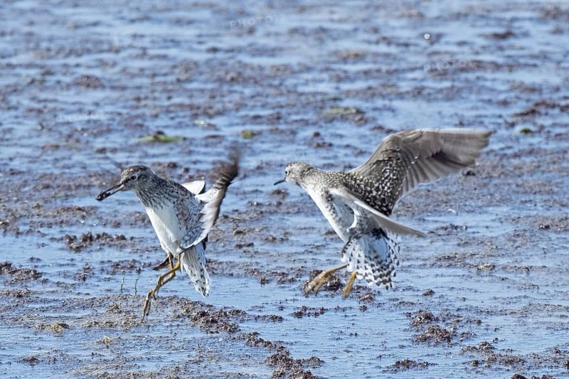 Wood Sandpiper two birds with open wings jumping up to each other in water during courtship, Lake Neusiedl, Burgenland, Austria
