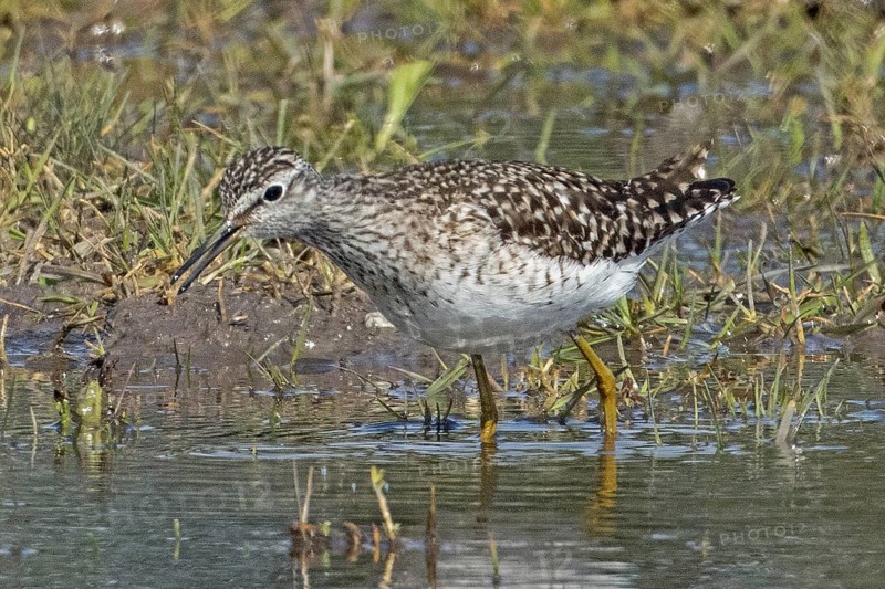Wood Sandpiper standing at the water's edge looking left, Lake Neusiedl, Burgenland, Austria