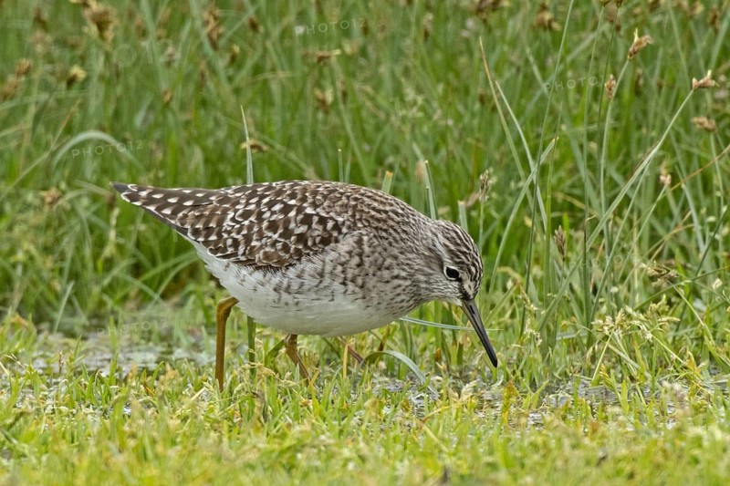 Wood Sandpiper walking in wetland looking down to the right, Lake Neusiedl, Burgenland, Austria