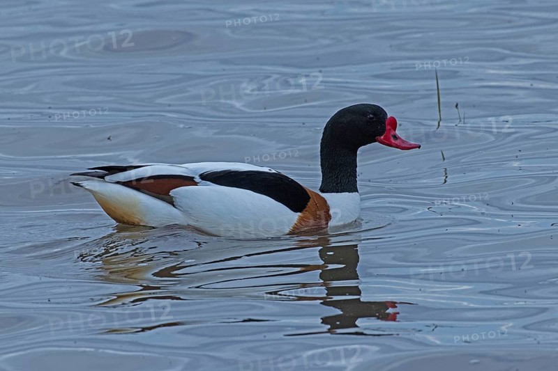 Common Shelduck swimming in water looking right, Lake Neusiedl, Burgenland, Austria
