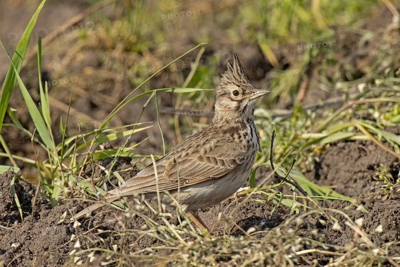 Skylark standing on ground looking right, Lake Neusiedl, Burgenland, Austria