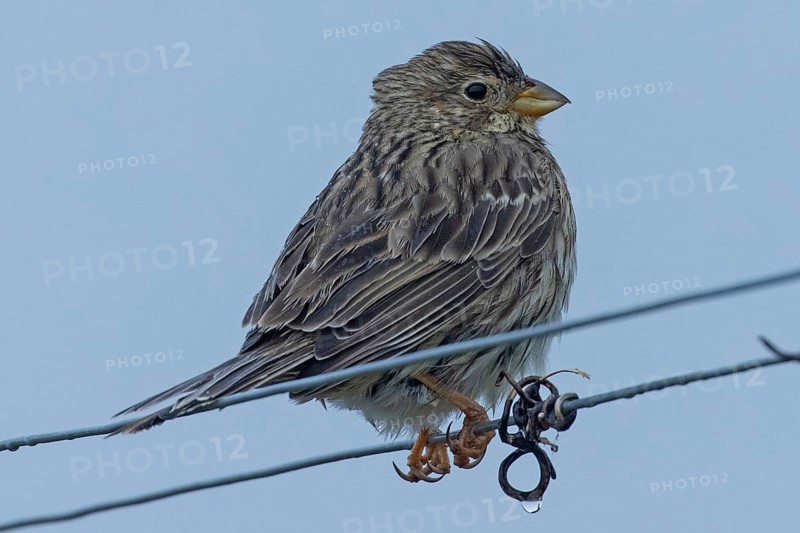 Corn bunting sitting on wire looking right in front of blue sky, Lake Neusiedl, Burgenland, Austria