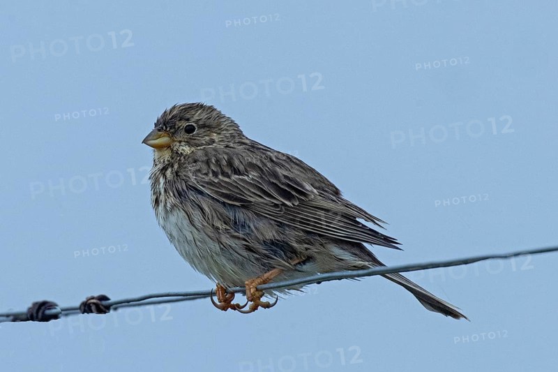 Corn bunting sitting on wire looking left in front of blue sky, Lake Neusiedl, Burgenland, Austria
