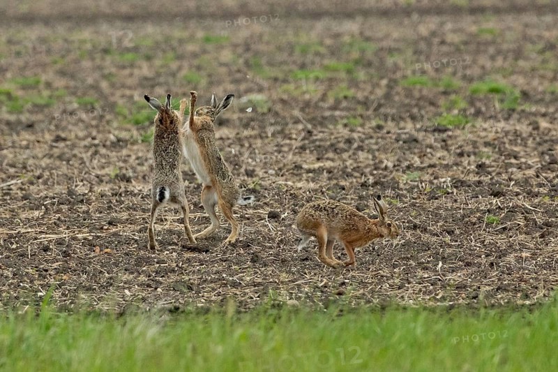 Brown hare three animals in a field during courtship standing next to each other looking up to each other and jumping to the right, Lake Neusiedl, Burgenland, Austria
