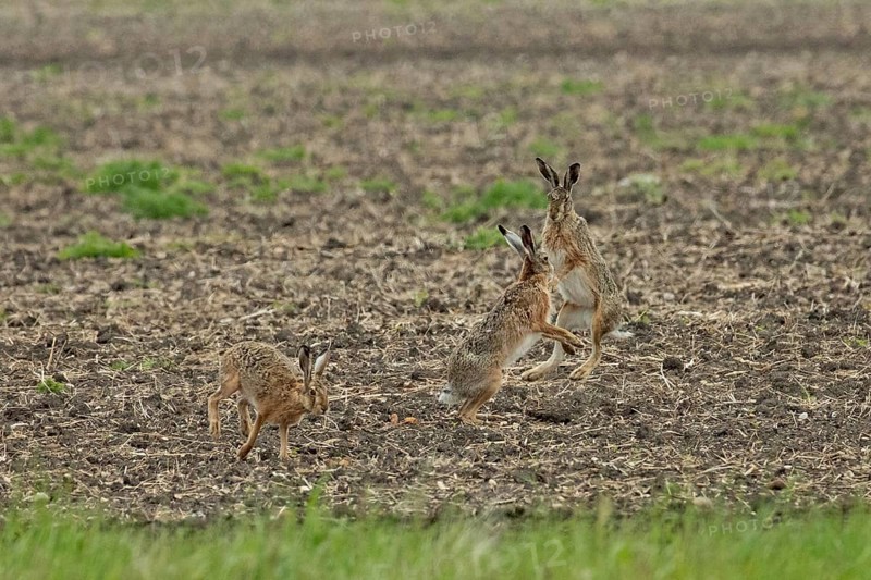 Brown hare three animals in a field during courtship standing next to each other looking up to each other and jumping to the right, Lake Neusiedl, Burgenland, Austria