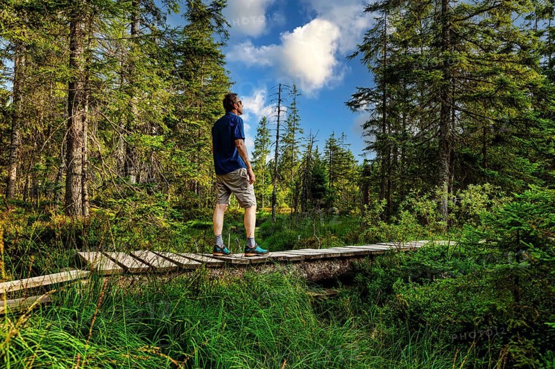Hiker on the boardwalk in the HirschbÃ¤der Hochmoor, Zweiseenblickmoor, Menzenschwand, Black Forest, Baden-WÃ¼rttemberg, Germany