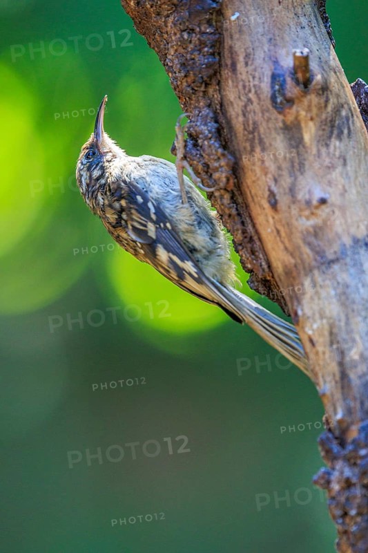 A Brown Creeper (Certhia americana) clings to the trunk of a dead tree, British Columbia, Canada