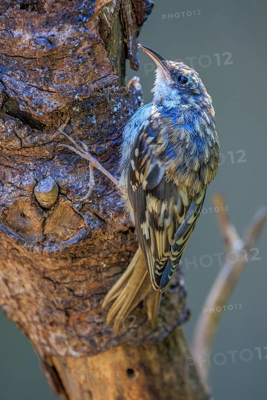 A Brown Creeper (Certhia americana) clings to the bark of a dead tree, British Columbia, Canada