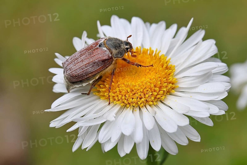 Cockchafer, field cockchafer (Melolontha melolontha), female on a flower of a daisy (Leucanthemum vulgare), Wilnsdorf, North Rhine-Westphalia, Germany