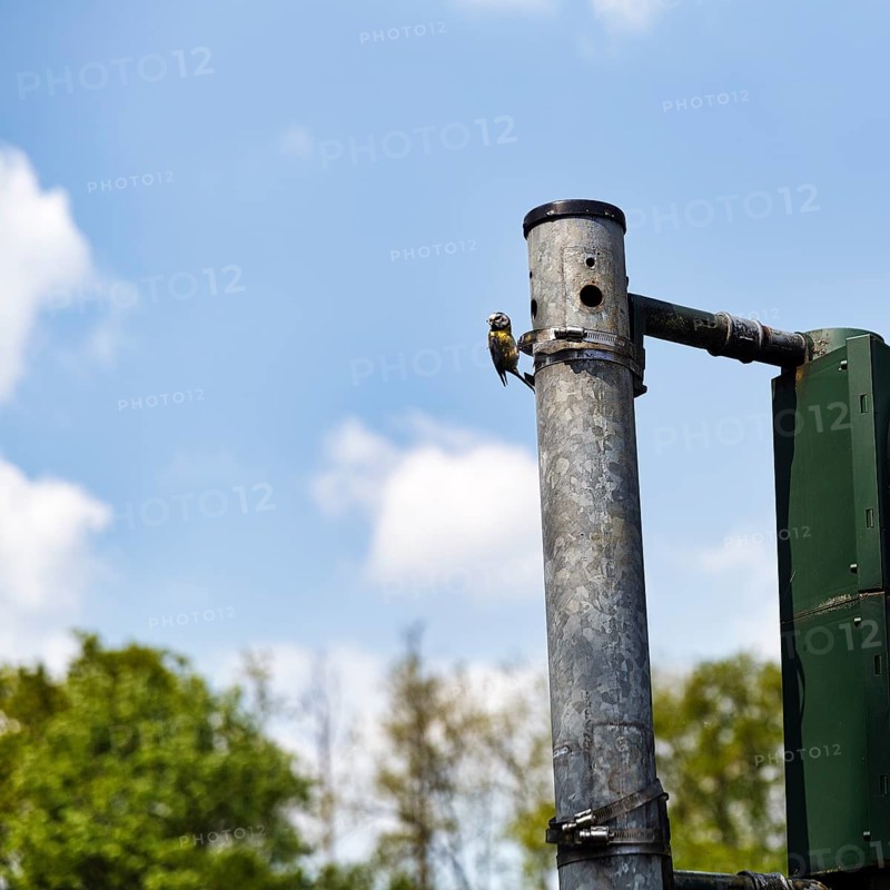 Blue tit (Cyanistes caeruleus) nests, breeds in a traffic light, unusual nest, adaptability, adaptation, Extertal, Lipper Bergland, Teutoburg Forest nature park Park, Lower Saxony, Germany