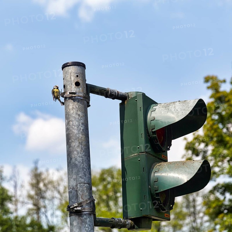 Blue tit (Cyanistes caeruleus) nests, breeds in a traffic light, unusual nest, adaptability, adaptation, Extertal, Lipper Bergland, Teutoburg Forest nature park Park, Lower Saxony, Germany