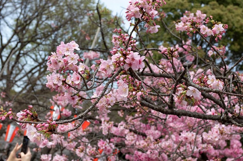 Sightseeing, tourist attraction, branches with first cherry blossoms in spring at the Sakura Festival in Ueno Park, Uenokoen, Taito City, Tokyo, Japan