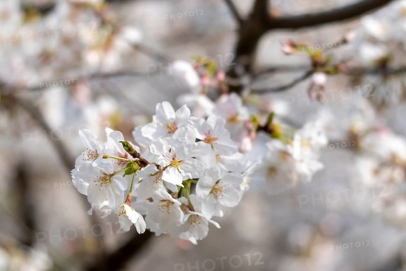 Sightseeing, tourist attraction, branches with first cherry blossoms in spring at the Sakura Festival in Ueno Park, Uenokoen, Taito City, Tokyo, Japan