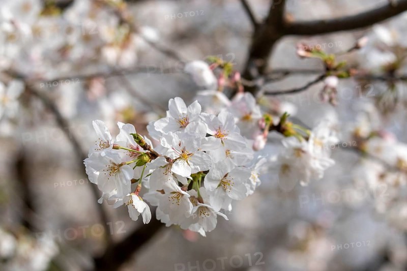Sightseeing, tourist attraction, branches with first cherry blossoms in spring at the Sakura Festival in Ueno Park, Uenokoen, Taito City, Tokyo, Japan
