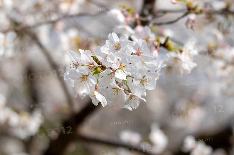 Sightseeing, tourist attraction, branches with first cherry blossoms in spring at the Sakura Festival in Ueno Park, Uenokoen, Taito City, Tokyo, Japan
