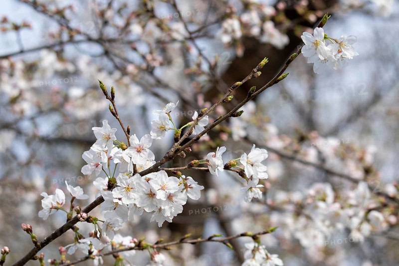 Sightseeing, tourist attraction, branches with first cherry blossoms in spring at the Sakura Festival in Ueno Park, Uenokoen, Taito City, Tokyo, Japan