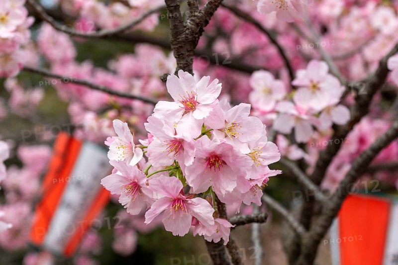 Sightseeing, tourist attraction, branches with first cherry blossoms in spring at the Sakura Festival in Ueno Park, Uenokoen, Taito City, Tokyo, Japan
