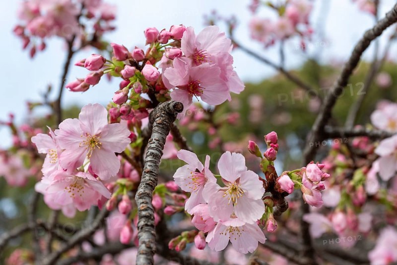 Sightseeing, tourist attraction, branches with first cherry blossoms in spring at the Sakura Festival in Ueno Park, Uenokoen, Taito City, Tokyo, Japan