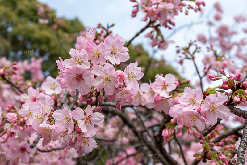 Sightseeing, tourist attraction, branches with first cherry blossoms in spring at the Sakura Festival in Ueno Park, Uenokoen, Taito City, Tokyo, Japan