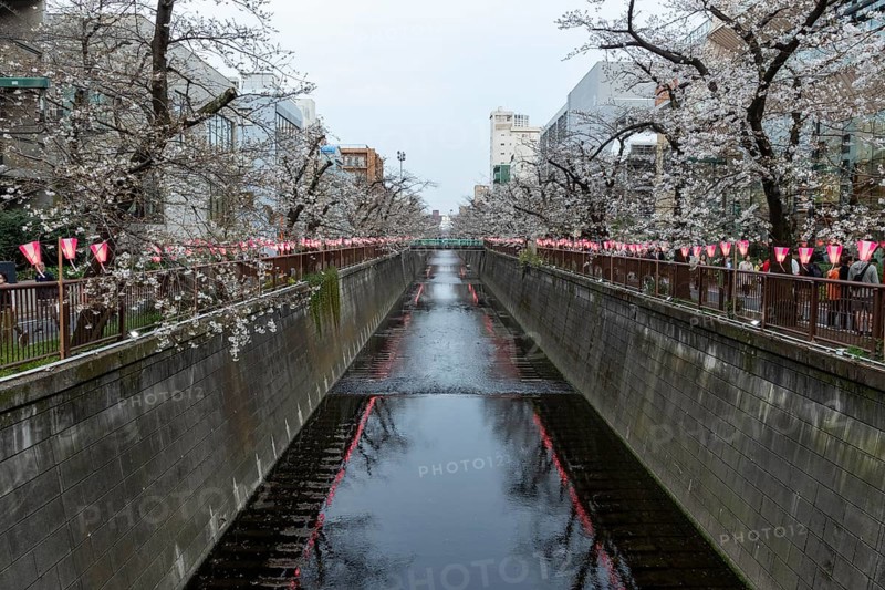 Sightseeing, tourist attraction, glowing lanterns along the riverside path and the first cherry blossoms in spring at the Meguro River Sakura Festival on the Meguro River, Shinagawa City, Tokyo, Japan