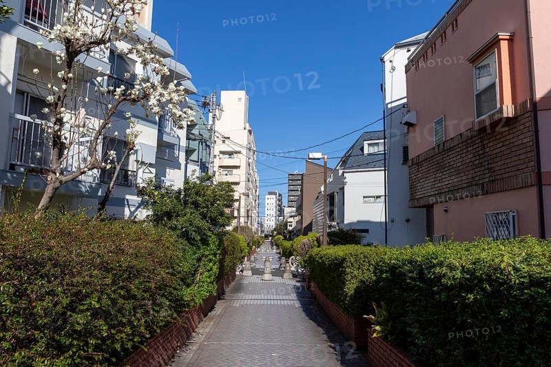 Residential buildings in front of a blue sky in a narrow alley with green plants and idyllic blossoming trees in spring, Higashi-Nakano, Tokyo, Chiba, Japan