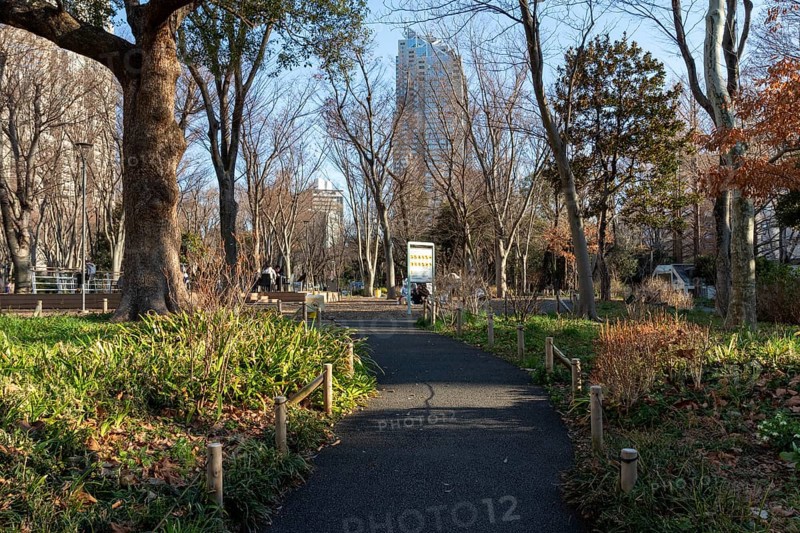 Trees and path through the green area of Shinjuku Central Park, Nishi-Shinjuku neighbourhood, Shinjuku, Tokyo, Chiba, Japan