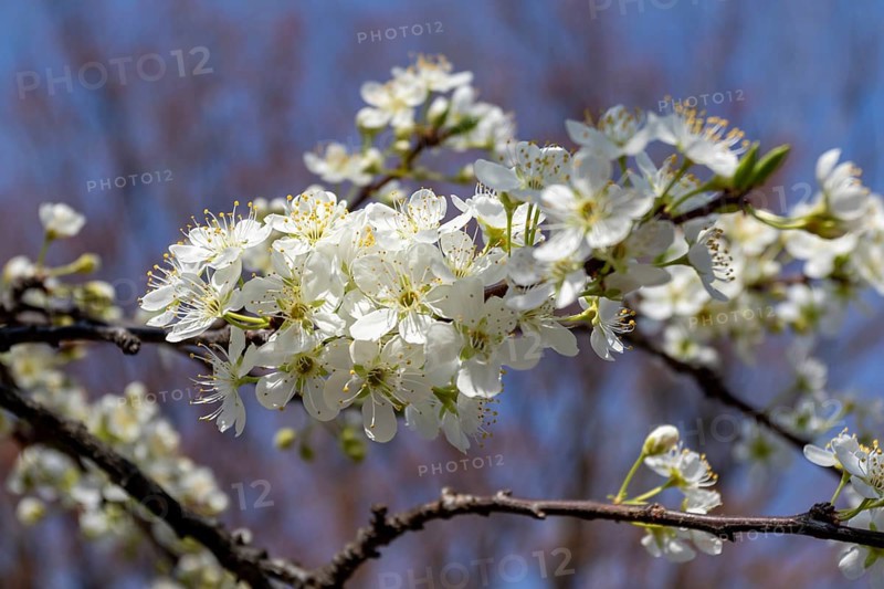 Chinese plum (Prunus salicina), close-up, branches with white flowers in spring, Tokyo, Japan