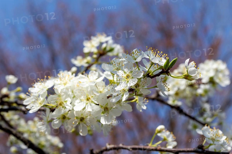 Chinese plum (Prunus salicina), close-up, branches with white flowers in spring, Tokyo, Japan