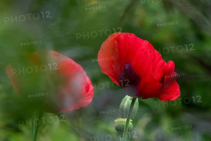 Garden poppy (Papaver), North Rhine-Westphalia, Germany