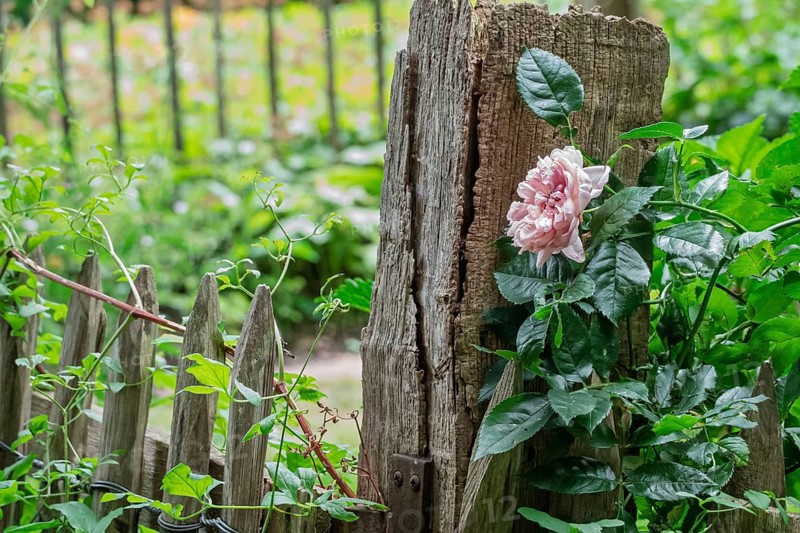 Rosebush on a fence post, North Rhine-Westphalia, Germany