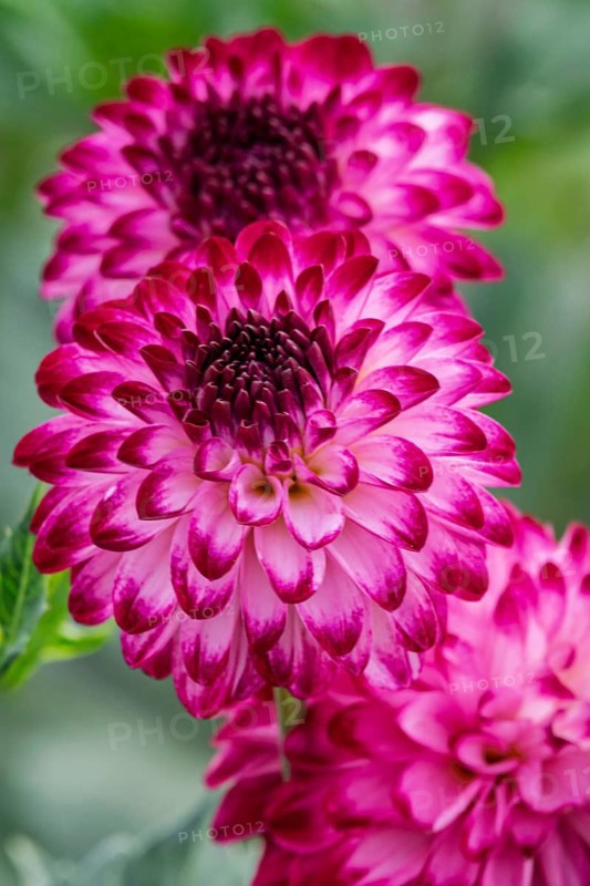 Dahlia (Dahlia), variety Little William, MÃ¼nsterland, North Rhine-Westphalia, Germany