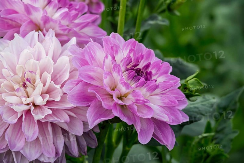 Dahlias (Dahlia), MÃ¼nsterland, North Rhine-Westphalia, Germany