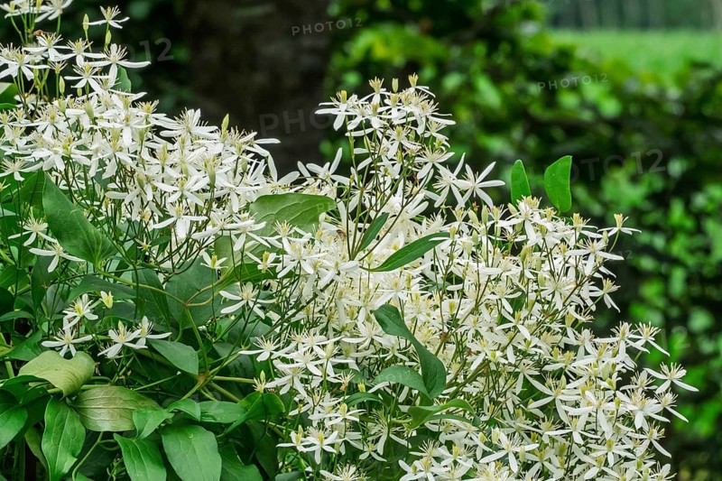 Clematis recta (Clematis recta), MÃ¼nsterland, North Rhine-Westphalia, Germany