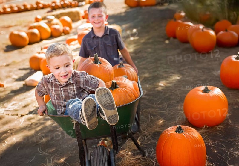 Two little boys playing in wheelbarrow at the pumpkin patch on a sunny fall day