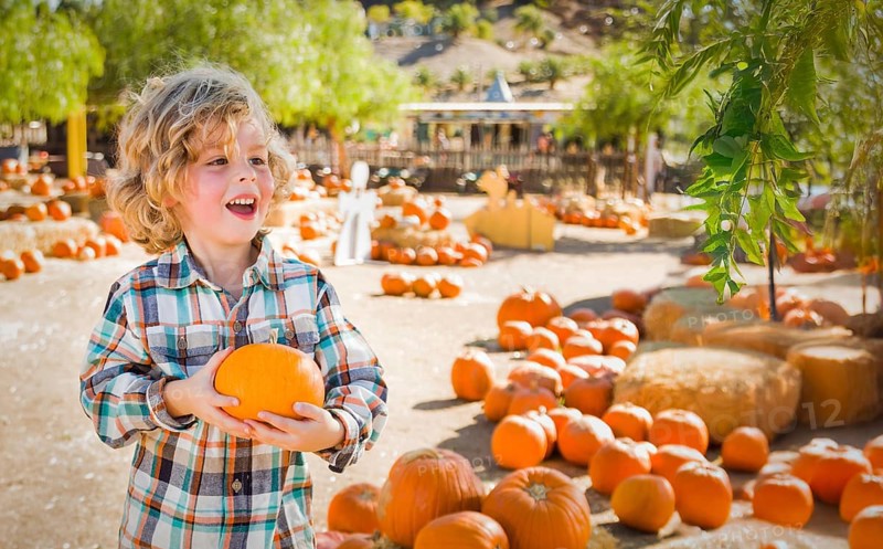 Cute young boy having fun at the pumpkin patch on a sunny fall day