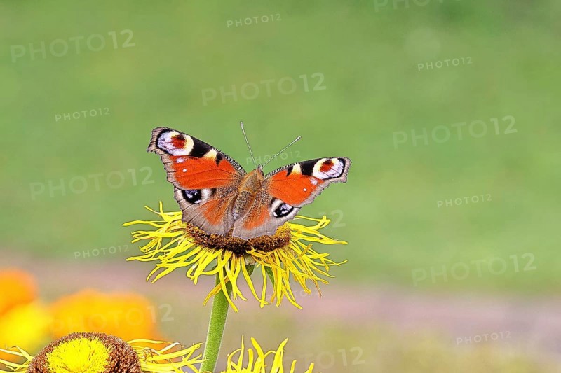 Peacock butterfly (Aglais io), on a yellow flower of a Great Telekie (Telekia speciosa), Wilnsdorf, North Rhine-Westphalia, Germany