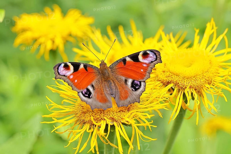 Peacock butterfly (Aglais io), on a yellow flower of a Great Telekie (Telekia speciosa), Wilnsdorf, North Rhine-Westphalia, Germany