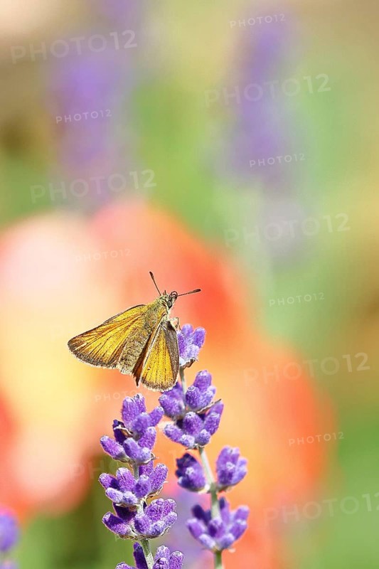 Large skipper (Ochlodes venatus), collecting nectar from a flower of Common lavender (Lavandula angustifolia), close-up, macro photograph, Wilnsdorf, North Rhine-Westphalia, Germany