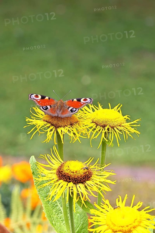 Peacock butterfly (Aglais io), on a yellow flower of a Great Telekie (Telekia speciosa), Wilnsdorf, North Rhine-Westphalia, Germany