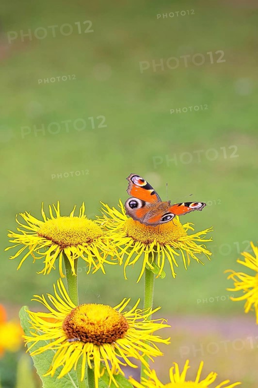 Peacock butterfly (Aglais io), on a yellow flower of a Great Telekie (Telekia speciosa), Wilnsdorf, North Rhine-Westphalia, Germany