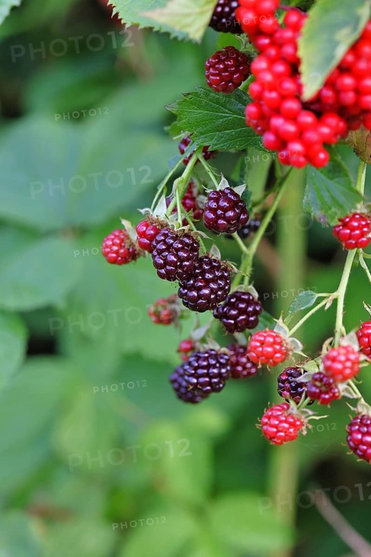 Blackberries (Rubus fruticosus), unripe and ripe fruit on a bush in a forest, Wilnsdorf, North Rhine-Westphalia, Germany