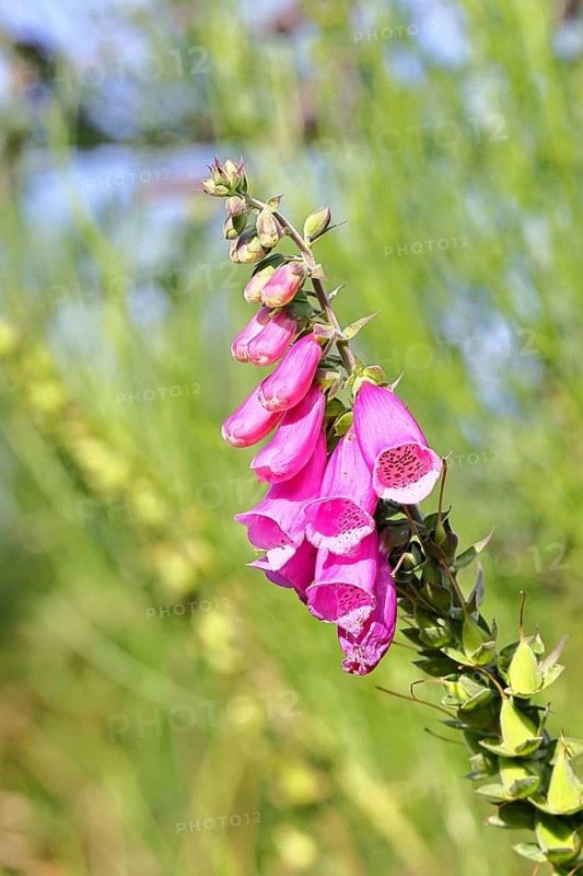 Common foxglove (Digitalis purpurea), flowers, from the plantain family, highly toxic, deadly poisonous plant, Wilnsdorf, North Rhine-Westphalia, Germany