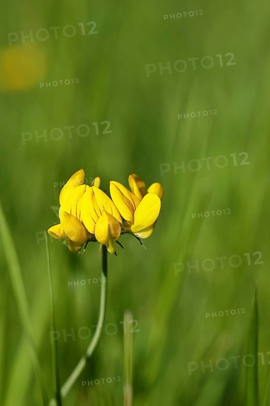 Bird's-foot Trefoil, Bird's-foot Trefoil (Lotus corniculatus), yellow flower in a meadow, Wilnsdorf, North Rhine-Westphalia, Germany